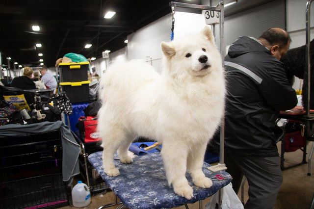 This is a photo of an Akita at the National Dog Show.